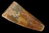 Bargain, Spinosaurus Tooth - Real Dinosaur Tooth #159928-1